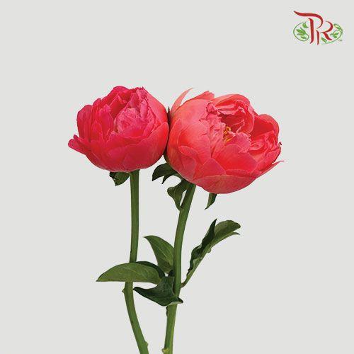 Peony - Command Perf (2 stems)-Red-Italy-prflorist.com.my