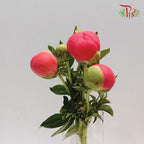 Peony - Coral Charm (2 Stems) *Small Bud ****FRAGILE-Pink-New Zealand-prflorist.com.my