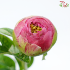 Peony - Coral Sunset (2 Stems) ***Fragile (Small /Medium Size)-Pink-Netherland-prflorist.com.my