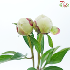 Peony - Cream With Red Line (2 Stems) ***Fragile (Small /Medium Size)-Cream-Japan-prflorist.com.my