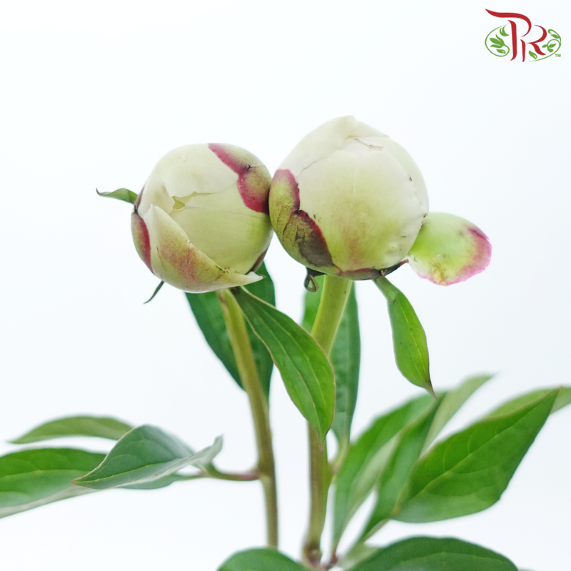 Peony - Cream With Red Line (2 Stems) ***Fragile (Small /Medium Size)-Cream-Japan-prflorist.com.my