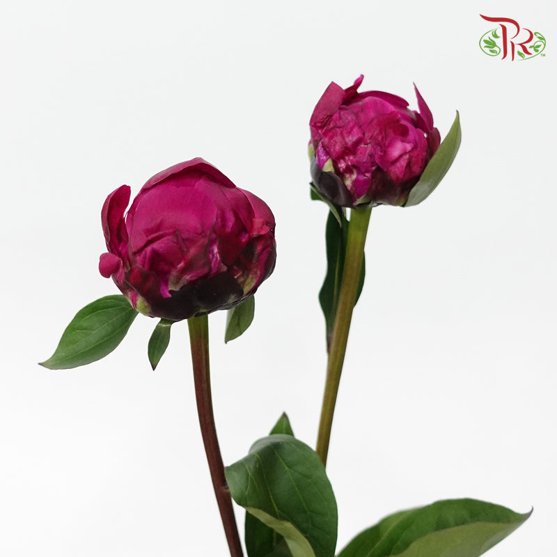 Peony - Dark Cherry Pink (2 Stems) ***Fragile (Small /Medium Size)-Dark Pink-Netherland-prflorist.com.my