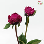 Peony - Dark Cherry Pink (5 Stems) ***Fragile (Small /Medium Size)-Pink-China-prflorist.com.my