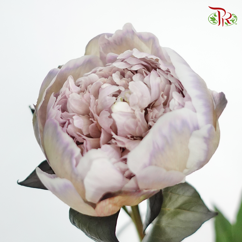 Peony Dyed Khaki Shades - (2 Stems)-Grey-Netherland-prflorist.com.my