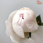 Peony - Festiva Maxima (2 Stems) *Small Bud ****FRAGILE-White-New Zealand-prflorist.com.my