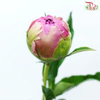 Peony 《牡丹》- Small / Medium Head
