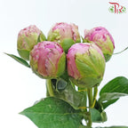 Peony 《牡丹》- Small / Medium Head