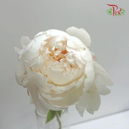 Peony - Juice Elie/Odile (2 stems)-White-Italy-prflorist.com.my