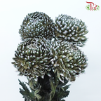 Peony Mum (Chrysanthemum) - Dyed - Dark Green (5 Stems)-Dark Green-Malaysia-prflorist.com.my