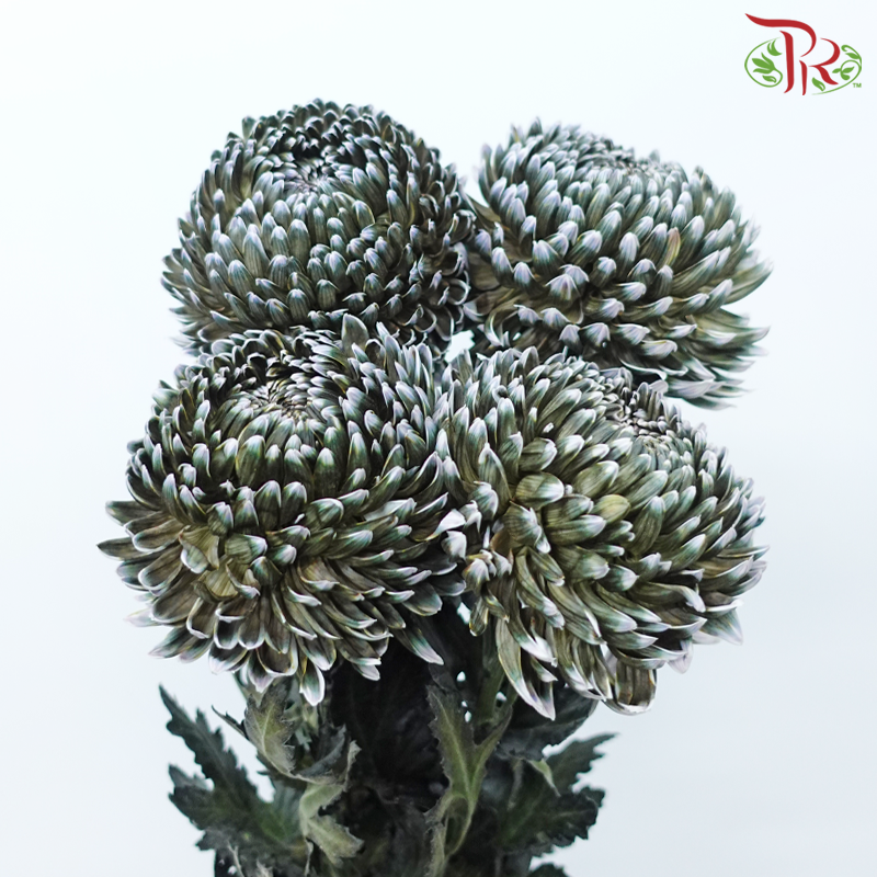 Peony Mum (Chrysanthemum) - Dyed - Dark Green (5 Stems)-Dark Green-Malaysia-prflorist.com.my