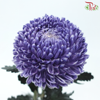 Peony Mum Dyed (Chrysanthemum) - Bluish Purple (5 Stems)-Bluish Purple-Malaysia-prflorist.com.my