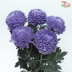 Peony Mum Dyed (Chrysanthemum) - Bluish Purple (5 Stems)-Bluish Purple-Malaysia-prflorist.com.my
