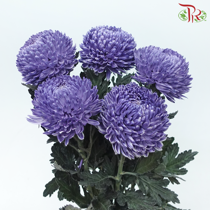 Peony Mum Dyed (Chrysanthemum) - Bluish Purple (5 Stems)-Bluish Purple-Malaysia-prflorist.com.my