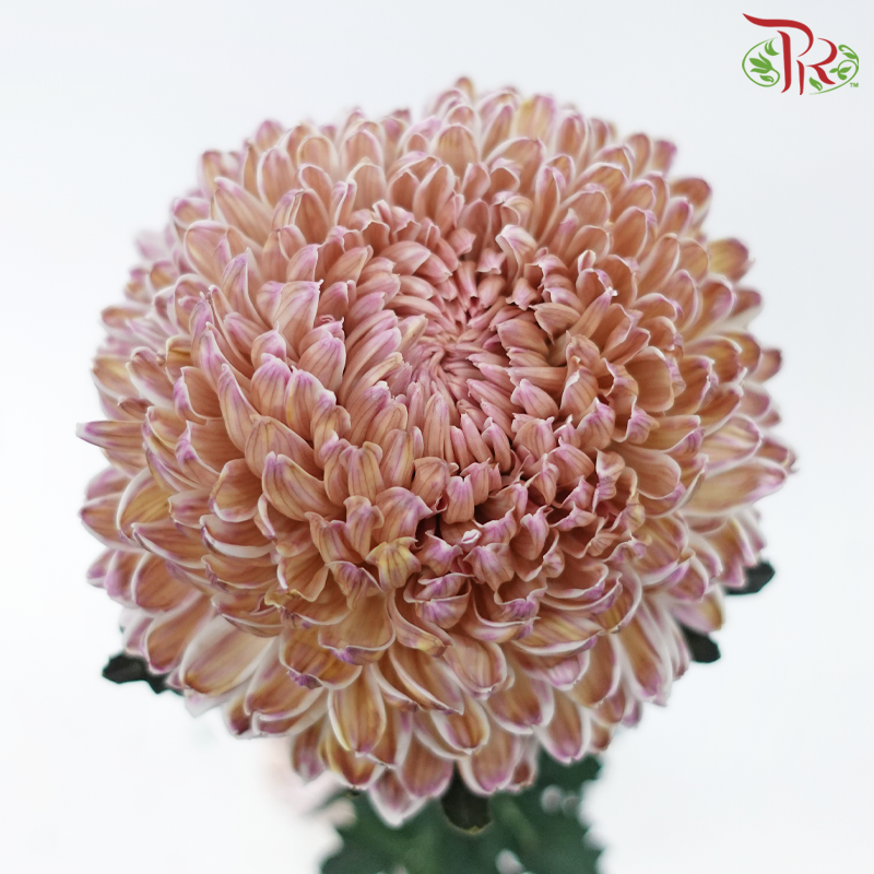 Peony Mum Dyed (Chrysanthemum) - Green Tea Pink (5 Stems)-Green Tea Purple-Malaysia-prflorist.com.my