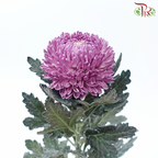 Peony Mum Dyed (Chrysanthemum) - Mauve Purple (5 Stems)-Mauve Purple-Malaysia-prflorist.com.my