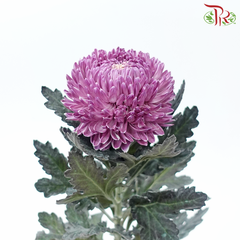 Peony Mum Dyed (Chrysanthemum) - Mauve Purple (5 Stems)-Mauve Purple-Malaysia-prflorist.com.my