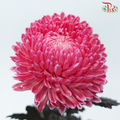 Peony Mum Dyed (Chrysanthemum) - Melon Red (5 Stems)-Melon Red-Malaysia-prflorist.com.my