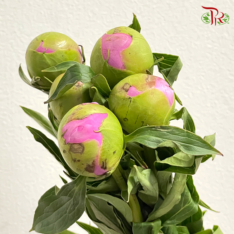 Peony - Pink 3 (5 Stems) ***Fragile (Small /Medium Size)-Pink-China-prflorist.com.my