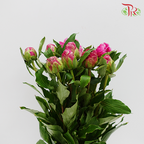 Peony - Pink (5 Stems) ***Fragile (Small /Medium Size)-Pink-China-prflorist.com.my