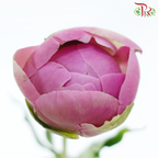 Peony - Qing WenPeony - Agate Pink ***FRAGILE (5 Stems)***(Small / Medium Head)-Pink-China-prflorist.com.my