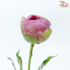 Peony - Qing WenPeony - Agate Pink ***FRAGILE (5 Stems)***(Small / Medium Head)-Pink-China-prflorist.com.my