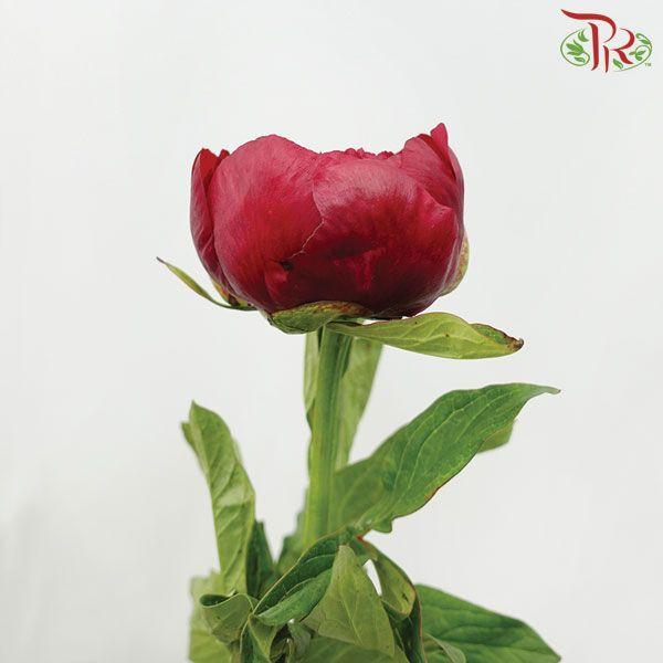 Peony - Red Charm (2 Stems) *Fragile , Small Buds-Red-Import-prflorist.com.my