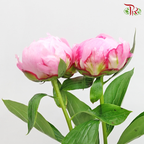 Peony - Sara Pink / Bernhardt ( 5 Stems ) ***Fragile (Small /Medium Size)-China-prflorist.com.my