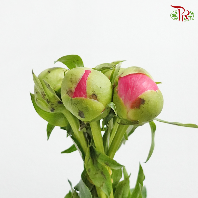 Peony - Sara Red (5 Stems) ***Fragile (Small /Medium Size)-Pink-China-prflorist.com.my