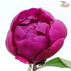 Peony - Vermillion Red ***FRAGILE (5 Stems)***(Small / Medium Head)-White-China-prflorist.com.my