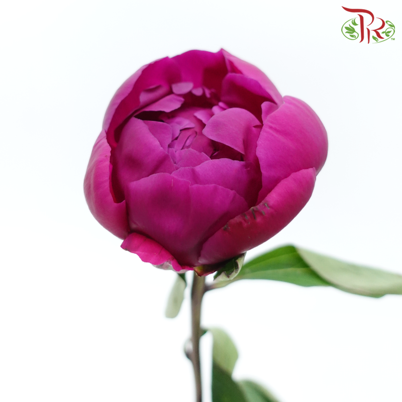 Peony - Vermillion Red ***FRAGILE (5 Stems)***(Small / Medium Head)-White-China-prflorist.com.my