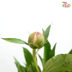 Peony - White (5 Stems) ***Fragile (Small /Medium Size)-White-China-prflorist.com.my