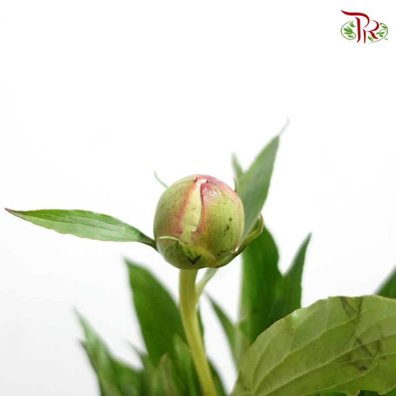 Peony - White (5 Stems) ***Fragile (Small /Medium Size)-White-China-prflorist.com.my