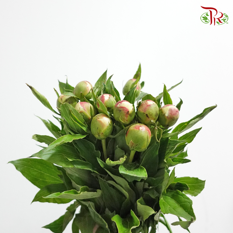 Peony - White (5 Stems) ***Fragile (Small /Medium Size)-White-China-prflorist.com.my