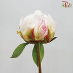 Peony - White***FRAGILE (2 Stems)-White-Netherland-prflorist.com.my