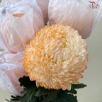 Peony Mum Dyed (Chrysanthemum)