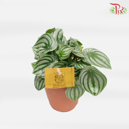 Peperomia Argyreia 《西瓜皮椒草》-Pudu Ria Florist-prflorist.com.my