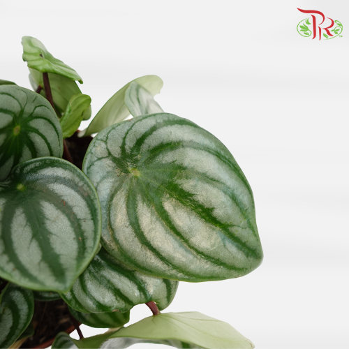 Peperomia Argyreia 《西瓜皮椒草》-Pudu Ria Florist-prflorist.com.my