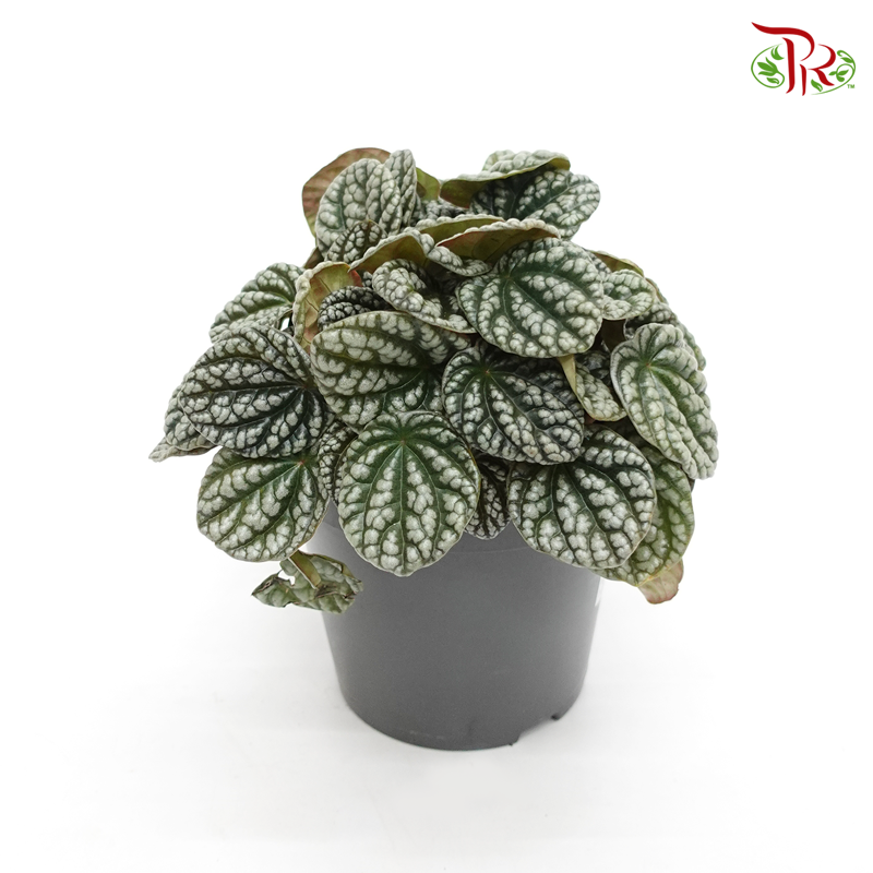 Peperomia Burbella 《皱叶椒草》