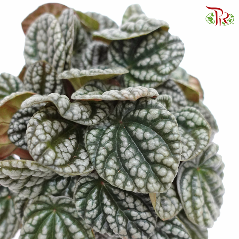 Peperomia Burbella 《皱叶椒草》