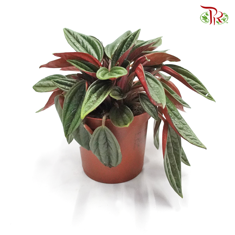 Peperomia Ca Rosso  《红天使椒草》-12cm-Pudu Ria Florist-prflorist.com.my