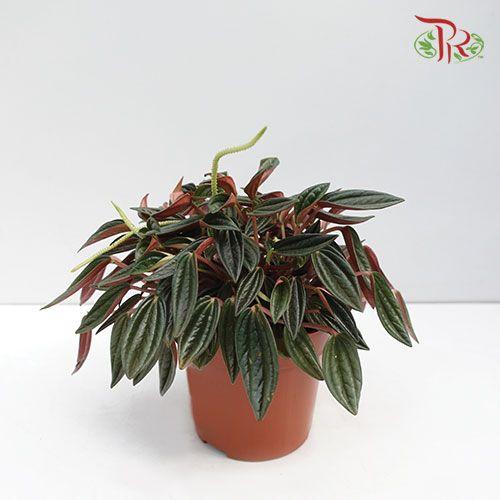 Peperomia Ca Rosso  《红天使椒草》-15cm-Pudu Ria Florist-prflorist.com.my