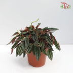 Peperomia Ca Rosso  《红天使椒草》-15cm-Pudu Ria Florist-prflorist.com.my