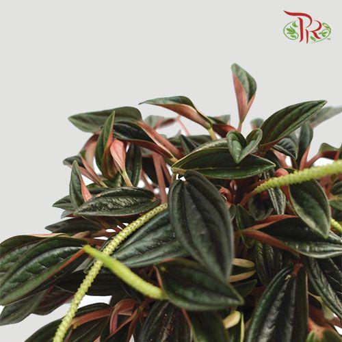 Peperomia Ca Rosso  《红天使椒草》-Pudu Ria Florist-prflorist.com.my