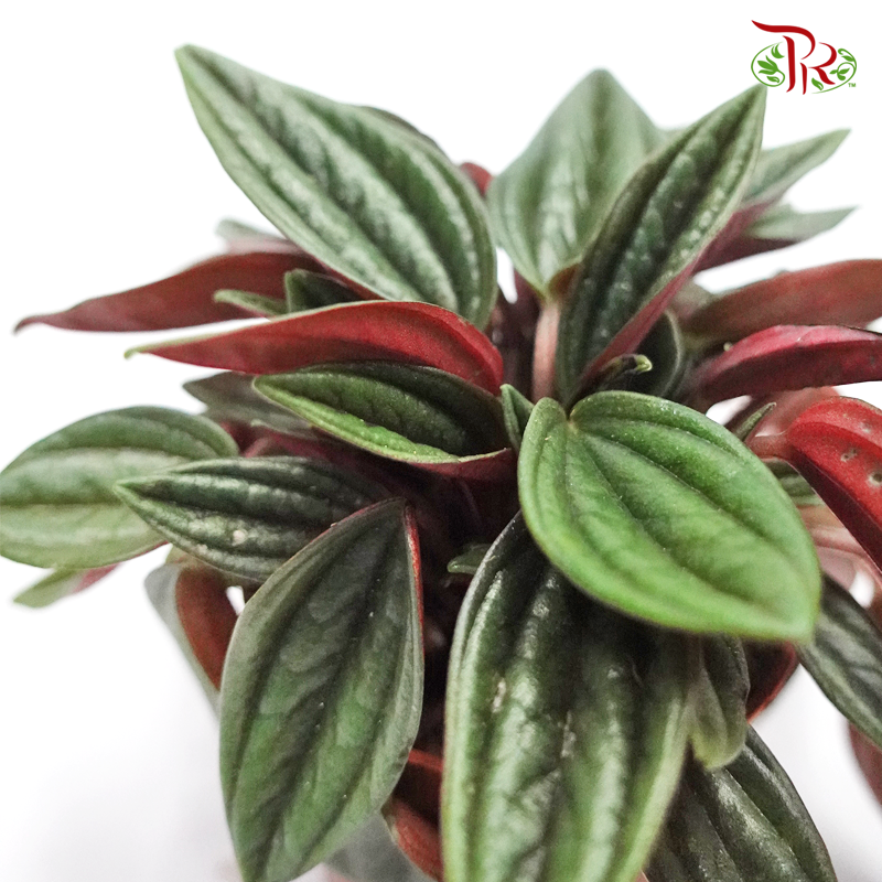 Peperomia Ca Rosso  《红天使椒草》-Pudu Ria Florist-prflorist.com.my