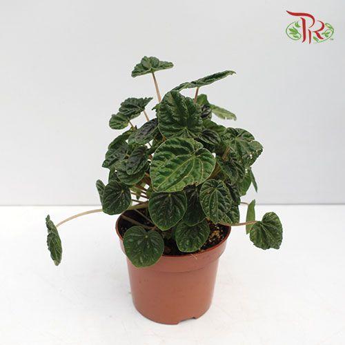 Peperomia Caperata Lilian-Pudu Ria Florist-prflorist.com.my