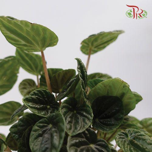 Peperomia Caperata Lilian-Pudu Ria Florist-prflorist.com.my