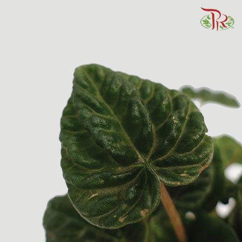 Peperomia Caperata Lilian-Pudu Ria Florist-prflorist.com.my