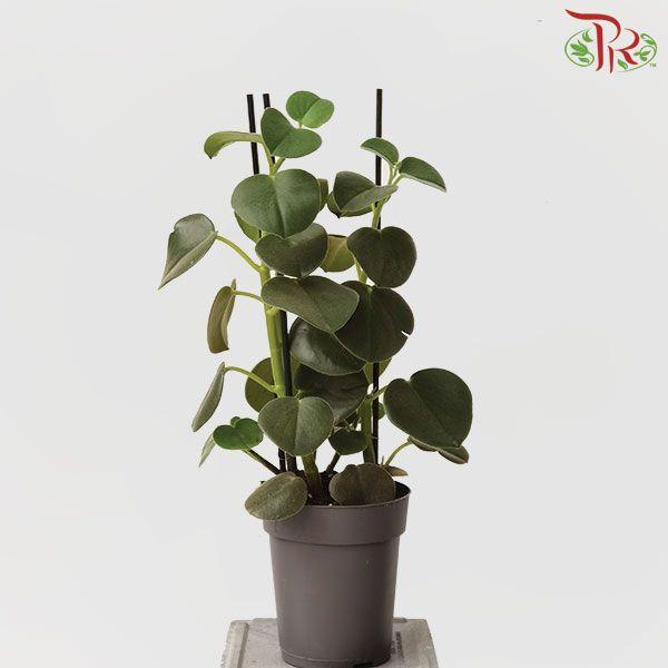 Peperomia Incana-Pudu Ria Florist-prflorist.com.my