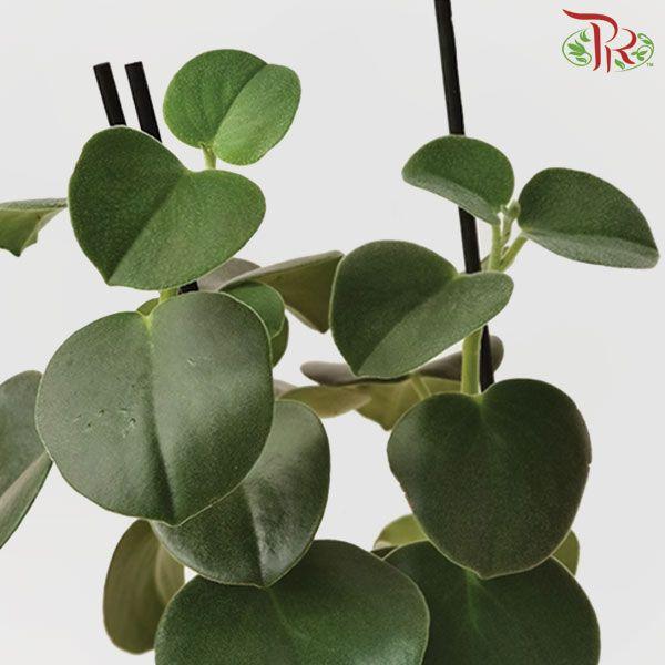 Peperomia Incana-Pudu Ria Florist-prflorist.com.my