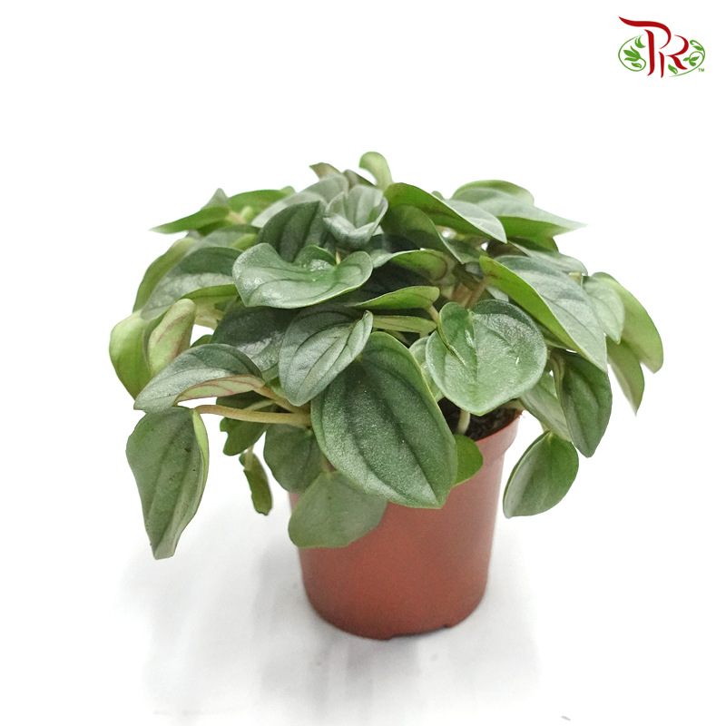 Peperomia Napoli Nights 《那波利之夜椒草》